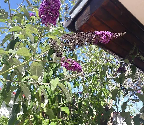 Πανσιόν Siana House