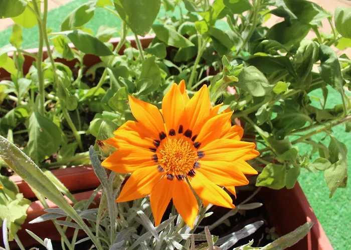 Πανσιόν Siana House